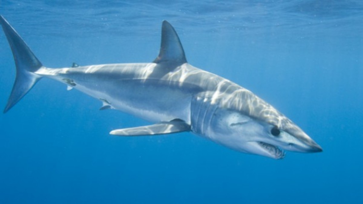 Πιάνουν και σκοτώνουν καρχαρίες για να γεμίσουν με κόσμο οι παραλίες