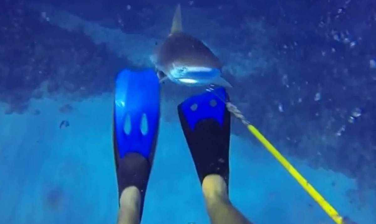 Βίντεο: Δύτης γλιτώνει από τα σαγόνια του καρχαρία!