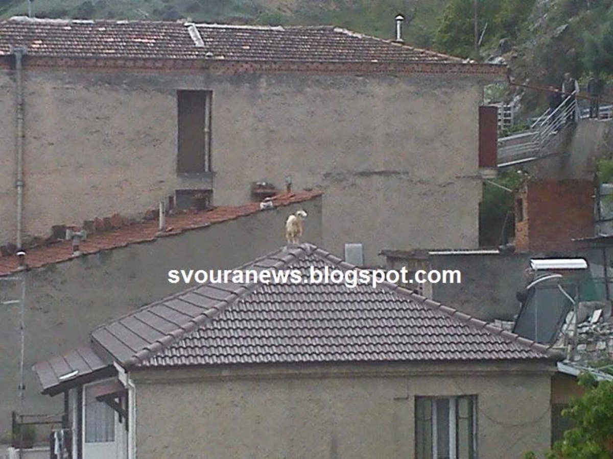 Καστοριά: Κατσίκα σκαρφάλωσε σε στέγη! (ΦΩΤΟ)