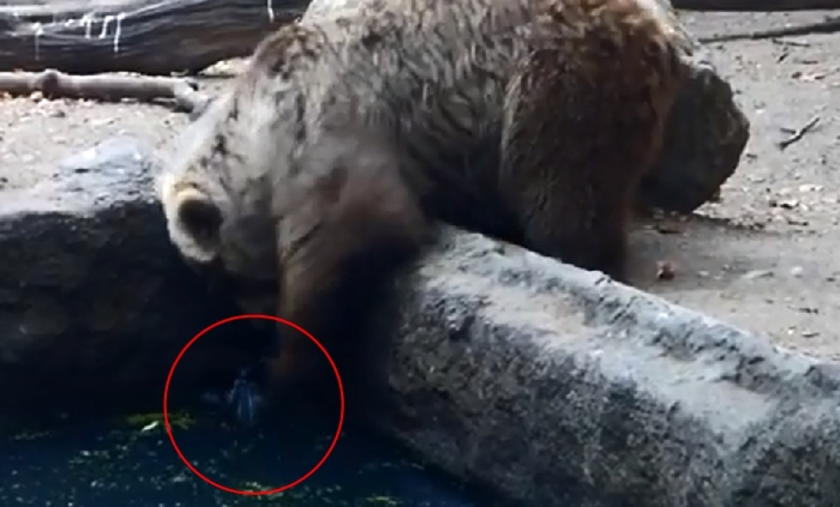 Όταν μια αρκούδα σώζει ένα κοράκι! (Βίντεο)