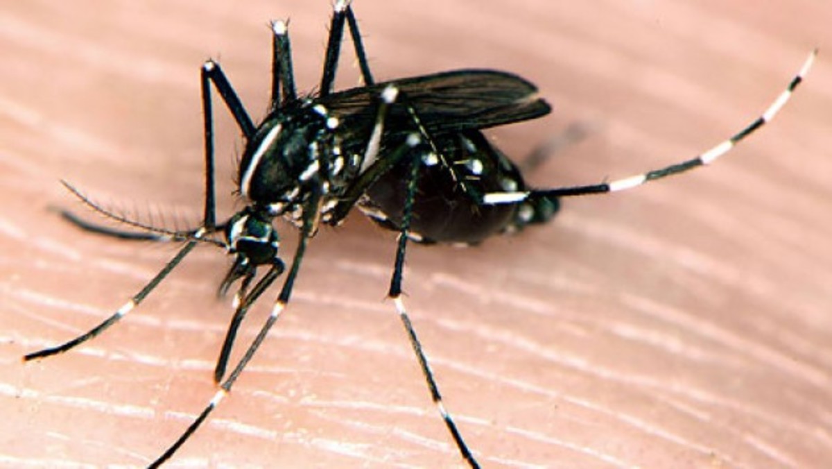 Στοπ στην ελονοσία με φίλο-περιβαλλοντικό εντομοαπωθητικό από τον Δημόκριτο