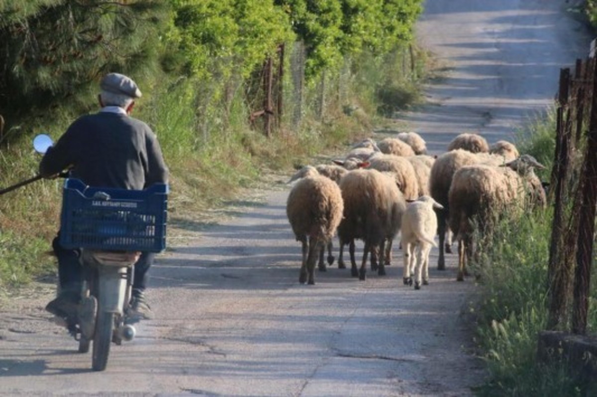 Σε κινητοποιήσεις προσανατολίζονται οι κτηνοτρόφοι