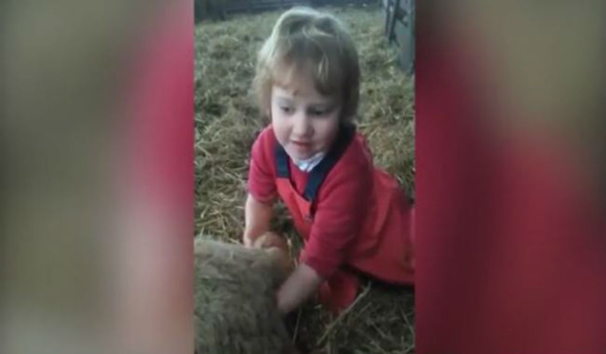 Συγκινητικό βίντεο: Τρίχρονο κοριτσάκι ξεγεννά μια προβατίνα!