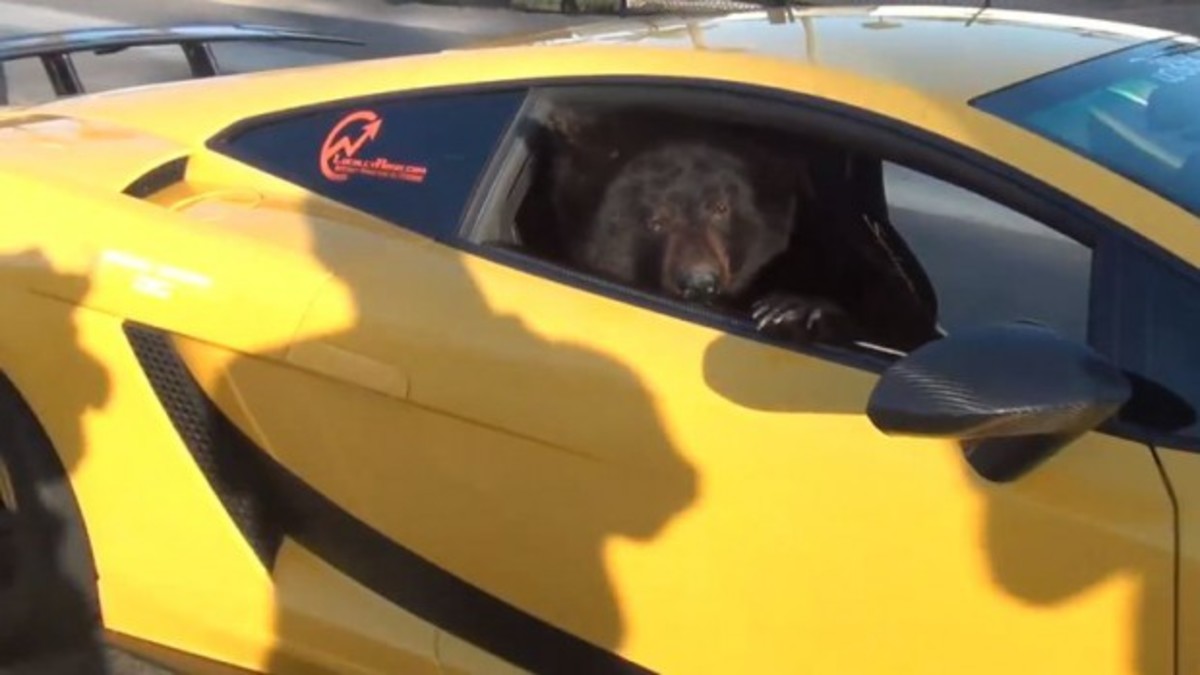 Έκανε βόλτες με μια… αρκούδα μέσα στη Lamborghini του για να διαφημίσει τη δουλεία του (VIDEO)