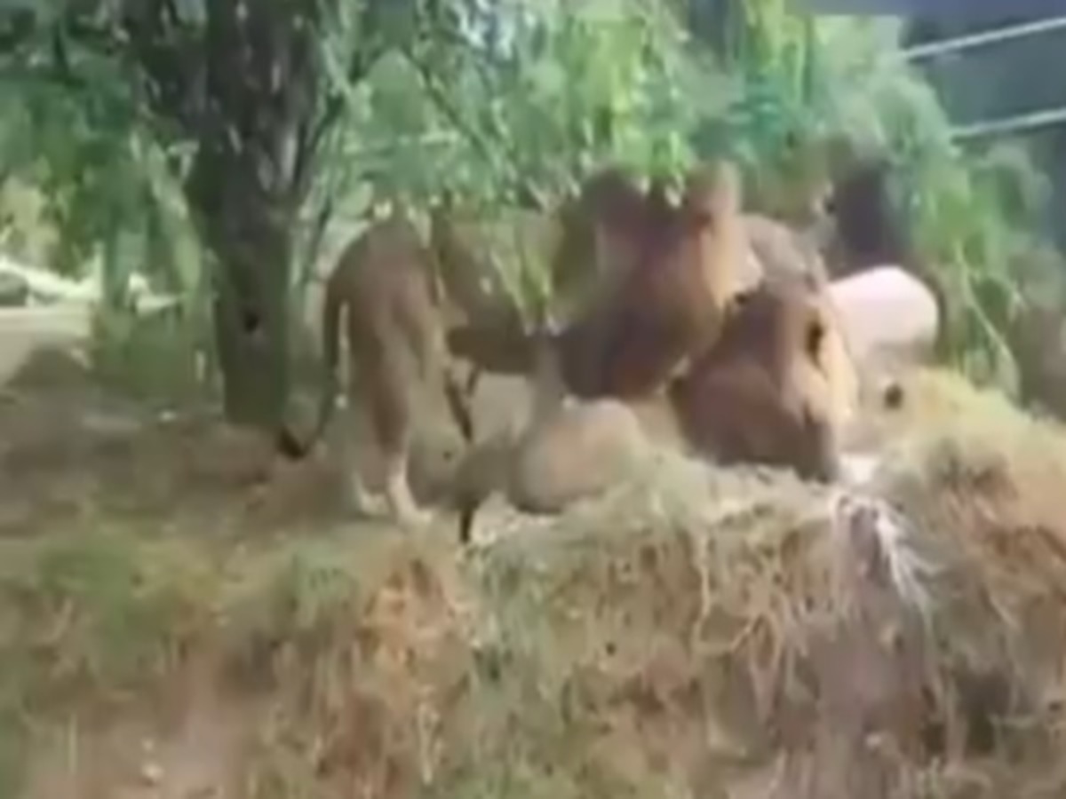 Γκέι λιοντάρια ερωτοτροπούν μπροστά στη… σύζυγο! (video)