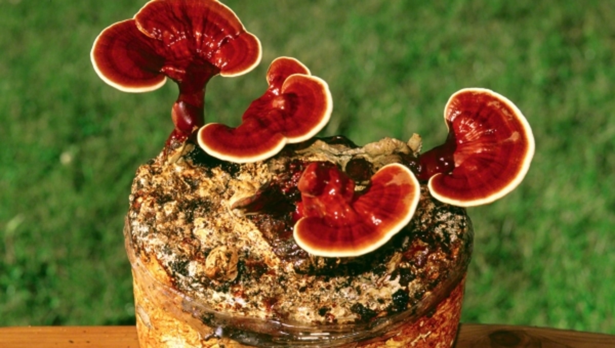 Ganoderma lucidum, “το μανιτάρι των Θέων”!