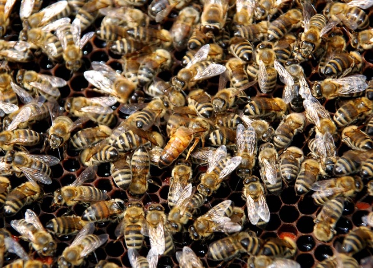 Ημαθία: Έκλεψε… μέλισσες και συνελήφθη