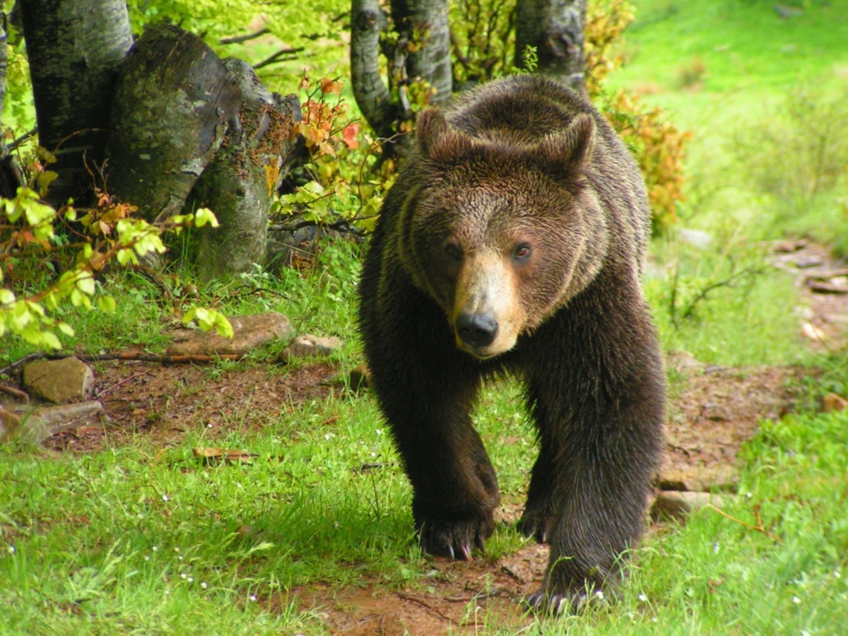 Ξύπνησαν οι αρκούδες στο Νυφαίο της Φλώρινας