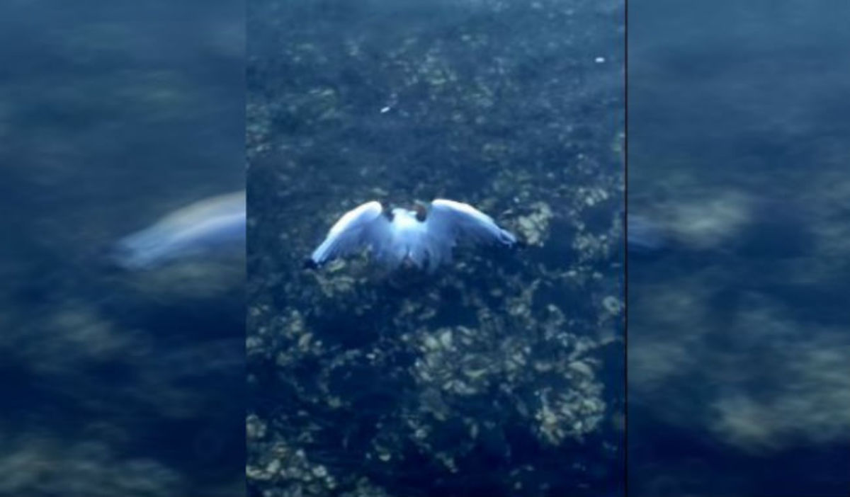 Απίστευτο βίντεο: Χταπόδι κατασπαράσσει γλάρο με τα πλοκάμια του!