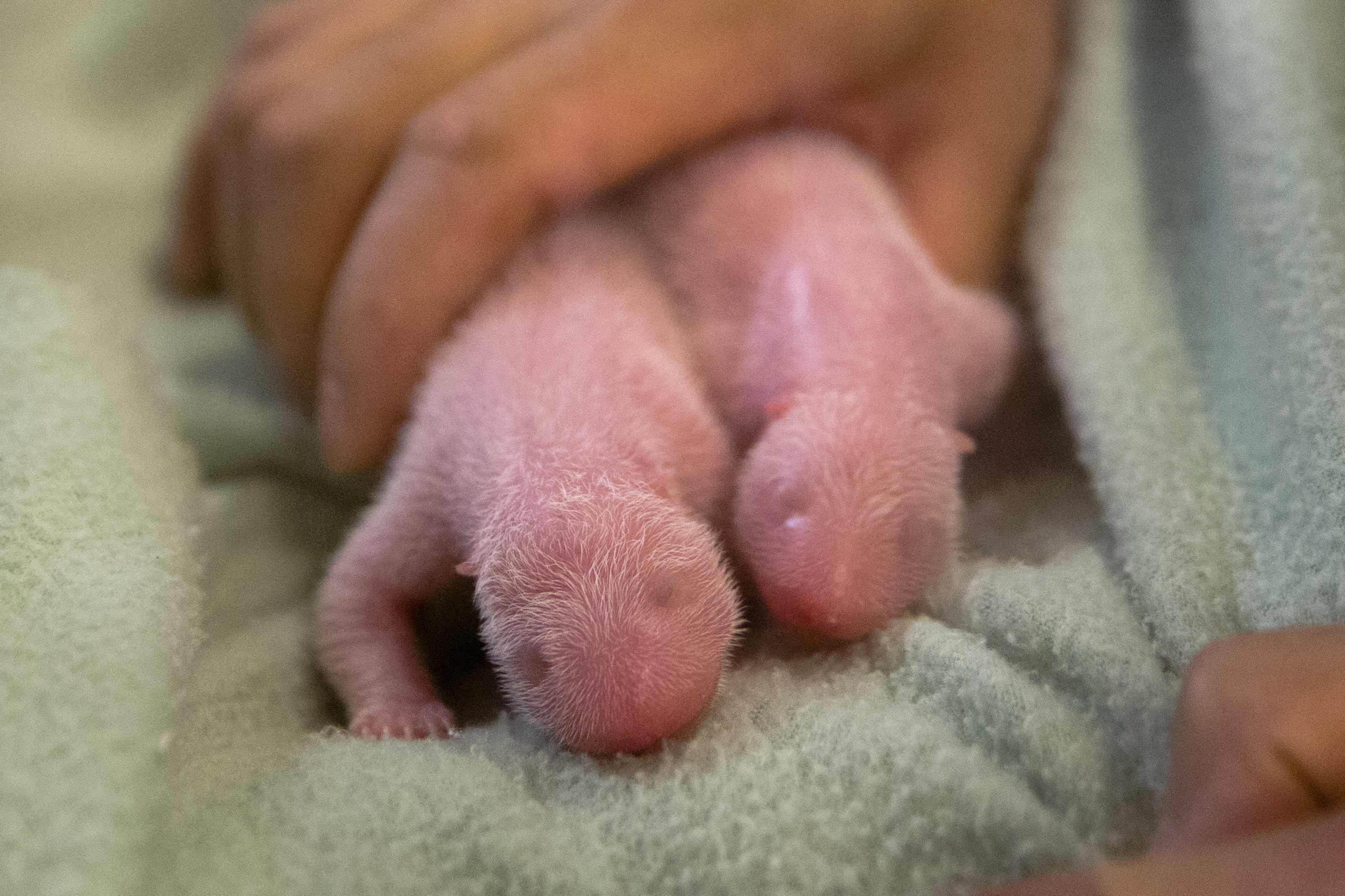 Τα νεογέννητα δίδυμα που γέννησε η Λουν Λουν. ΦΩΤΟ REUTERS