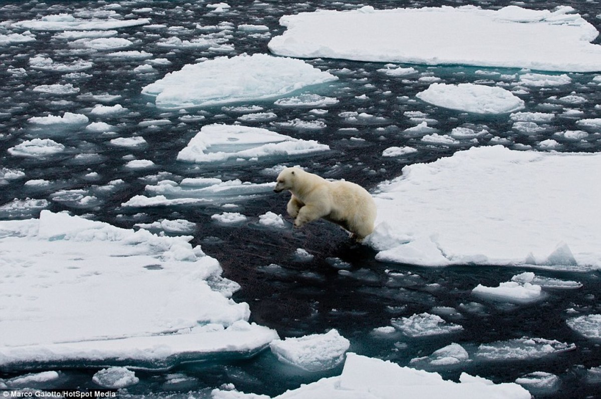 Η μοναξιά μιας πολικής αρκούδας – Εκπληκτικές φωτογραφίες