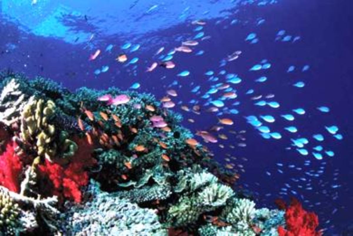Διώξεις,  για τη ρύπανση στο μεγάλο κοραλλιογενή ύφαλο…
