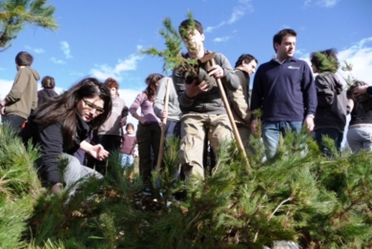 3.300 δένδρα,  φύτεψαν εθελοντές στην Χαλκιδική
