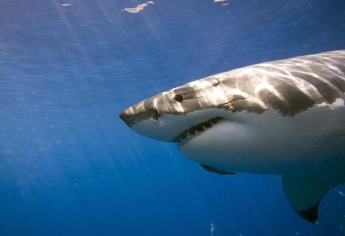 Αυστραλία: Νεκρός 18χρονος από επίθεση καρχαρία