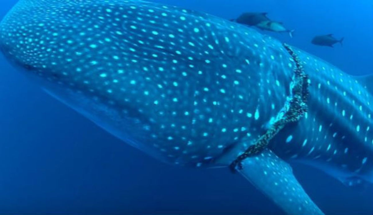 Γιγαντιαίος φαλαινοκαρχαρίας συνεργάζεται με το δύτη για να απελευθερωθεί από σχοινιά (ΒΙΝΤΕΟ)