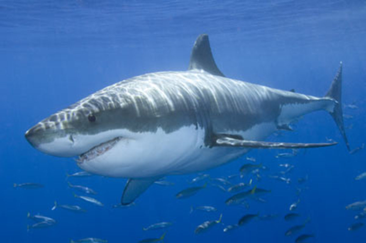 Οι λευκοί καρχαρίες της Μεσογείου είναι μετανάστες από την Αυστραλία!