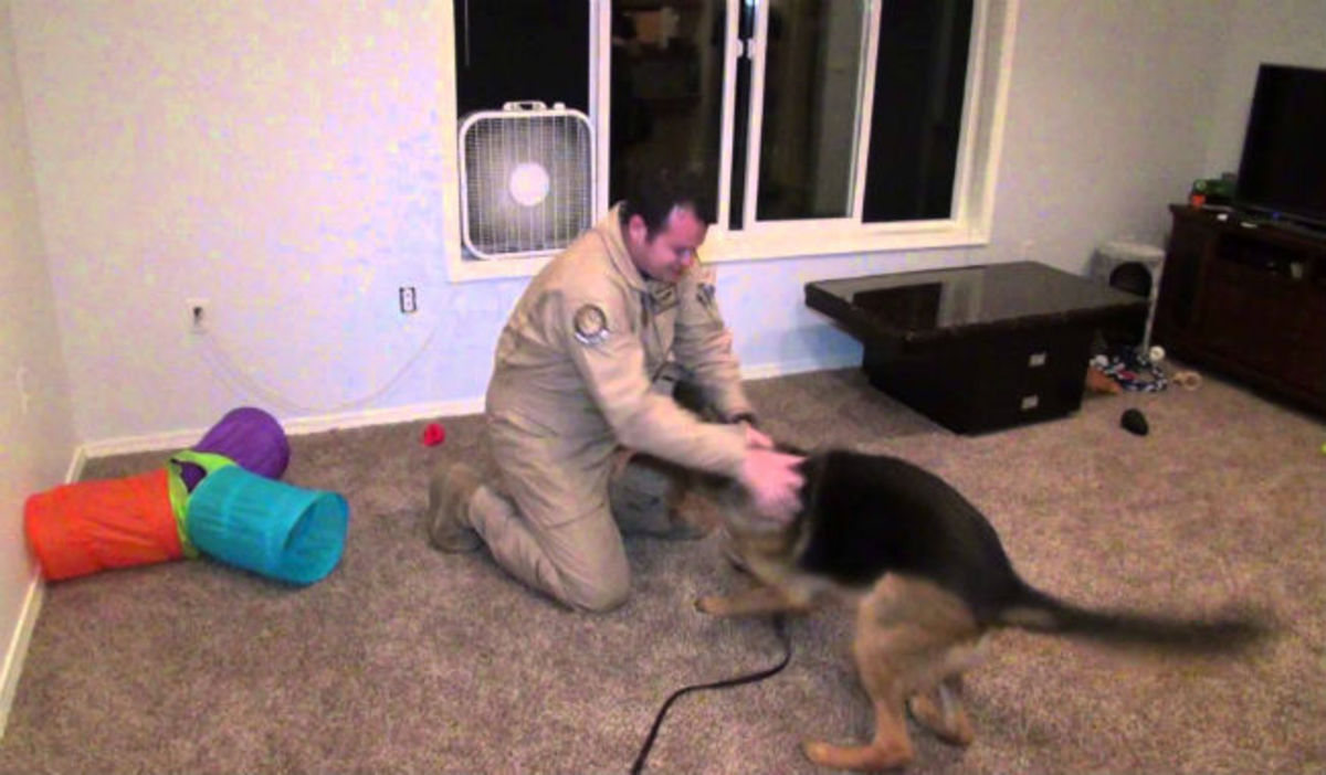 Η αντίδραση του σκύλου, όταν συνάντησε ξανά τον ιδιοκτήτη του που έλειπε στο στρατό (vid)