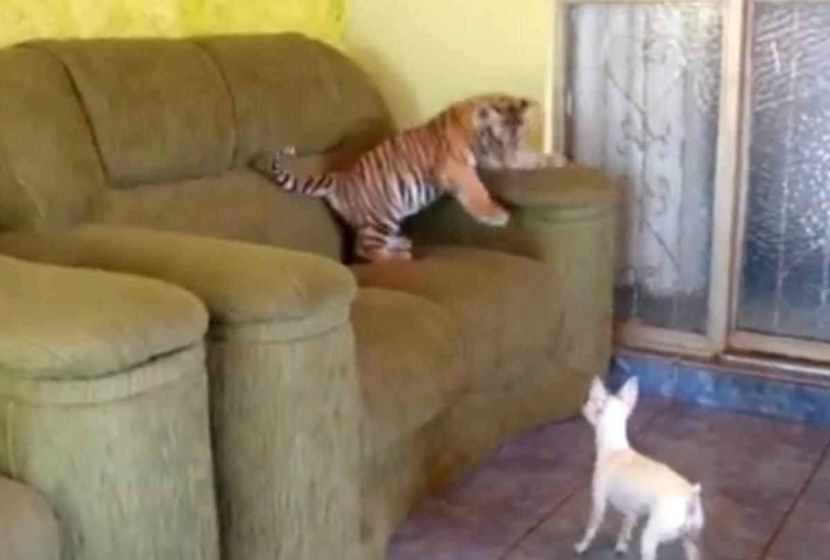 Της φύσης τα… παράδοξα! Η τίγρης που παίζει με ένα σκυλάκι (βίντεο)
