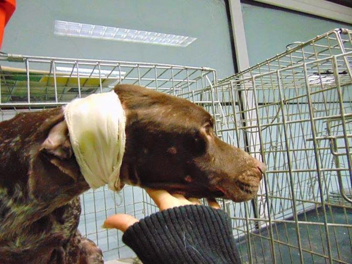 Φρίκη στην Κομοτηνή – Έριξαν οξύ σε σκύλο (ΦΩΤΟ)