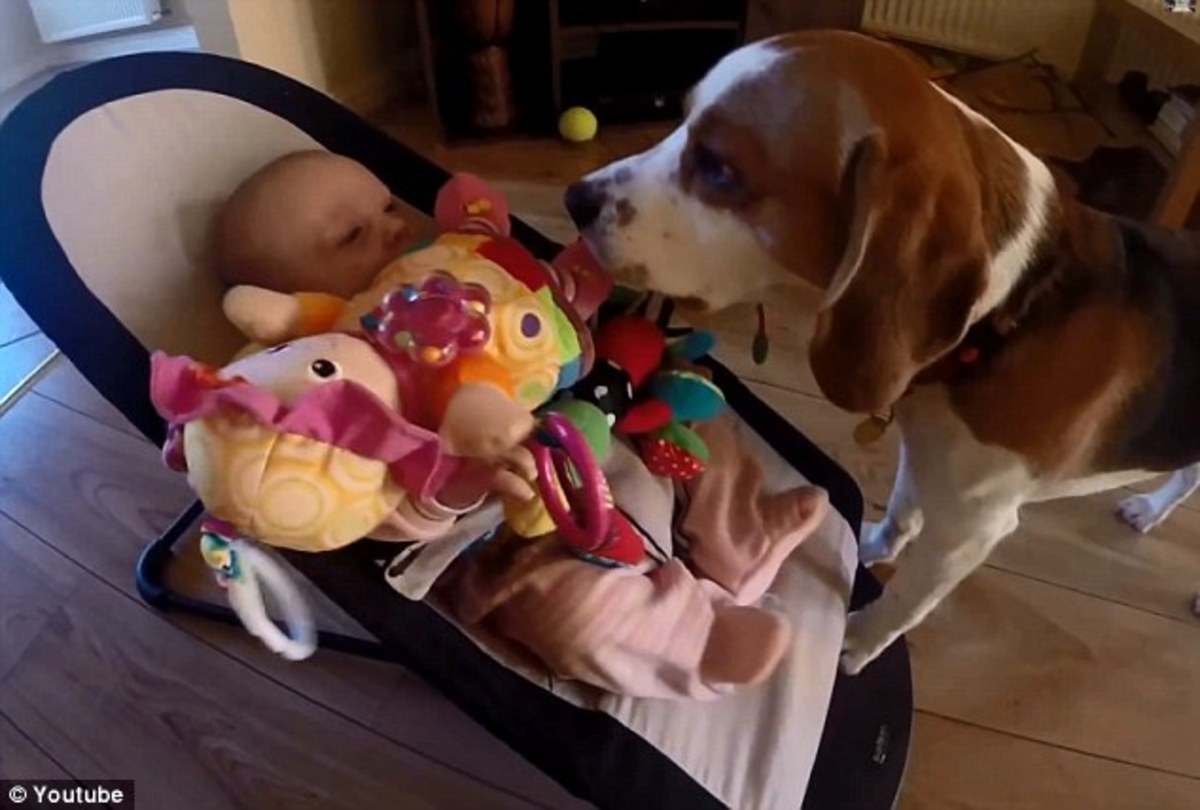 Βίντεο: Ο σκύλος νιώθει ενοχές και φέρνει στο μωρό παιχνίδια!