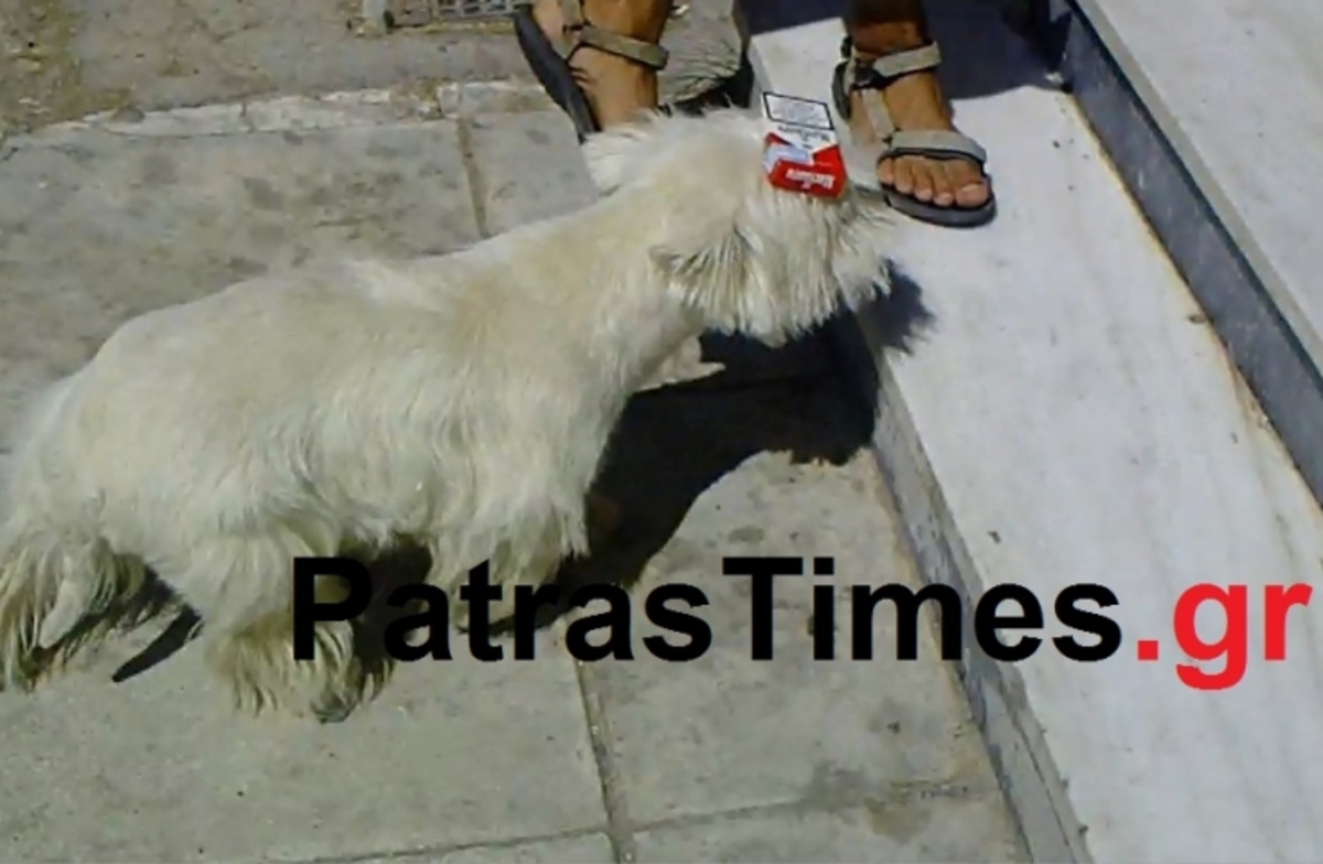 Φέρνει τσιγάρα, κάνει όπισθεν και είναι… σκύλος! (VIDEO)