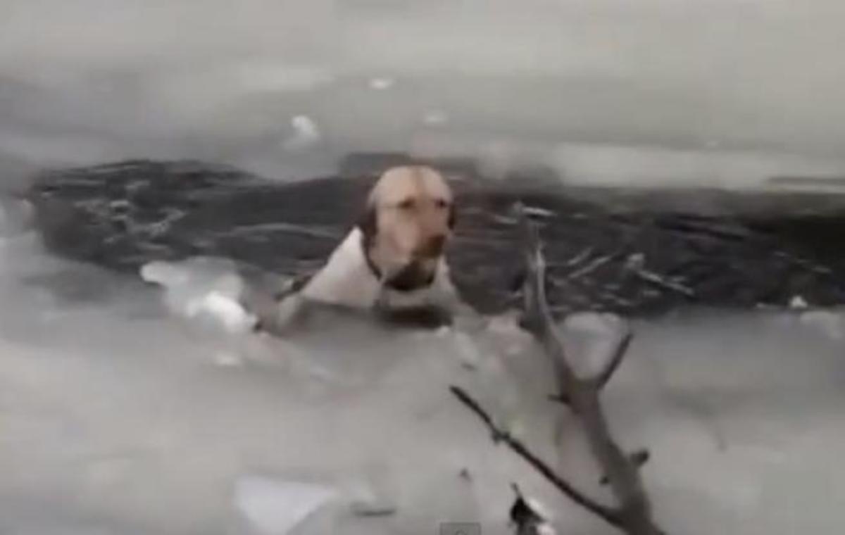 Πολύ ΣΥΓΚΙΝΗΤΙΚΟ βίντεο! Σώζουν σκύλο που έχει πέσει σε παγωμένη λίμνη…! ΔΕΙΤΕ το !
