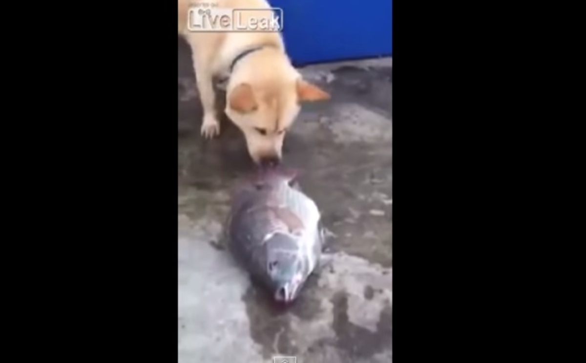 Συγκινητικό: Σκύλος προσπαθεί να σώσει ψάρια! (βίντεο)