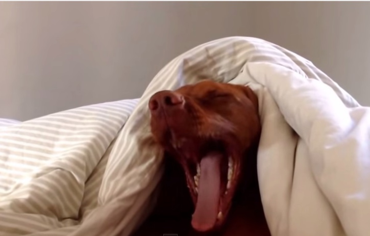 Υπναράς σκύλος μισεί το πρωινό ξύπνημα…