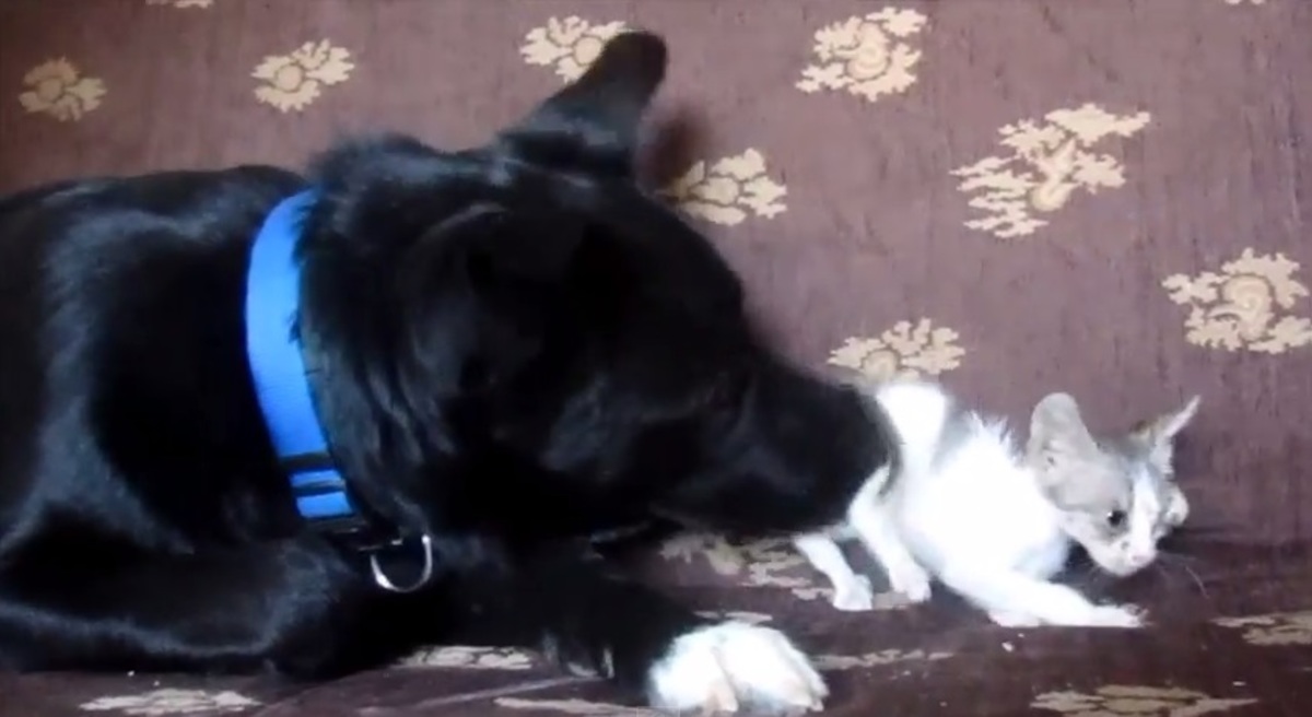 Τρυφερό video: Σκύλος υιοθέτησε άρρωστο γατάκι!