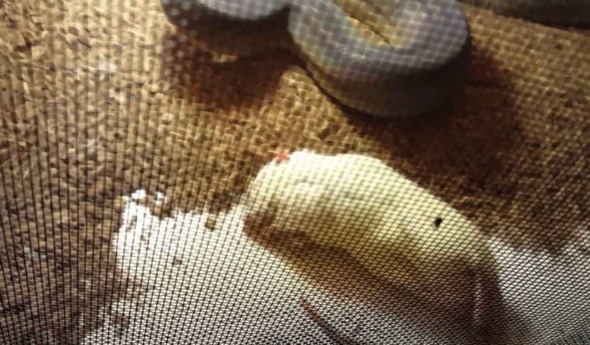 Ανατριχιαστικό: Αυτό συμβαίνει όταν ένα φίδι βλέπει μια μύγα στο κλουβί του! (ΒΙΝΤΕΟ)
