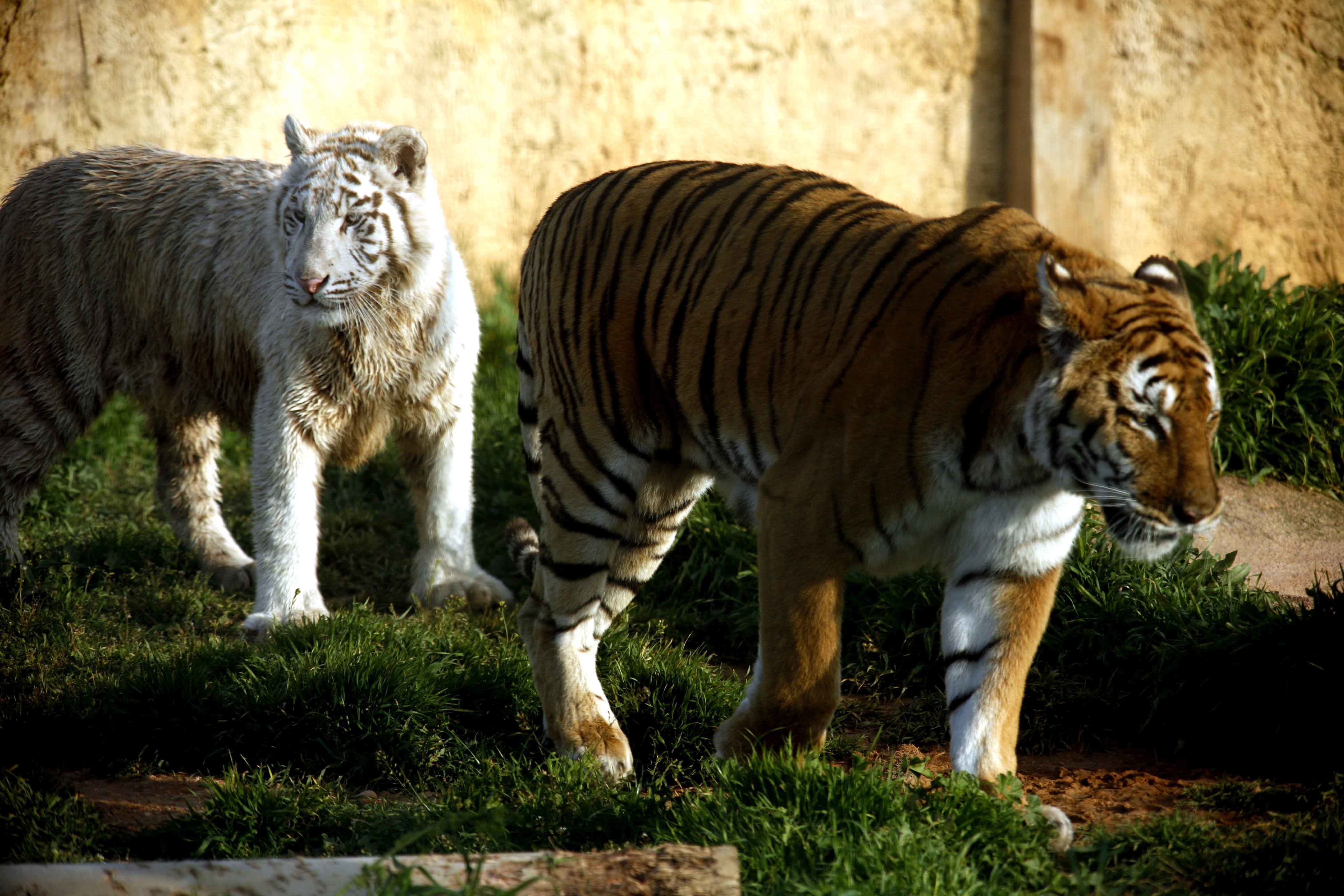 Τίγρης επιτέθηκε σε 24χρονη υπάλληλο ζωολογικού κήπου