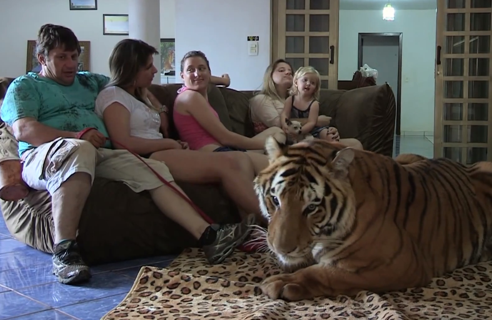 Μια τεράστια τίγρης κυκλοφορεί στο σαλόνι τους! Απίστευτο βίντεο!