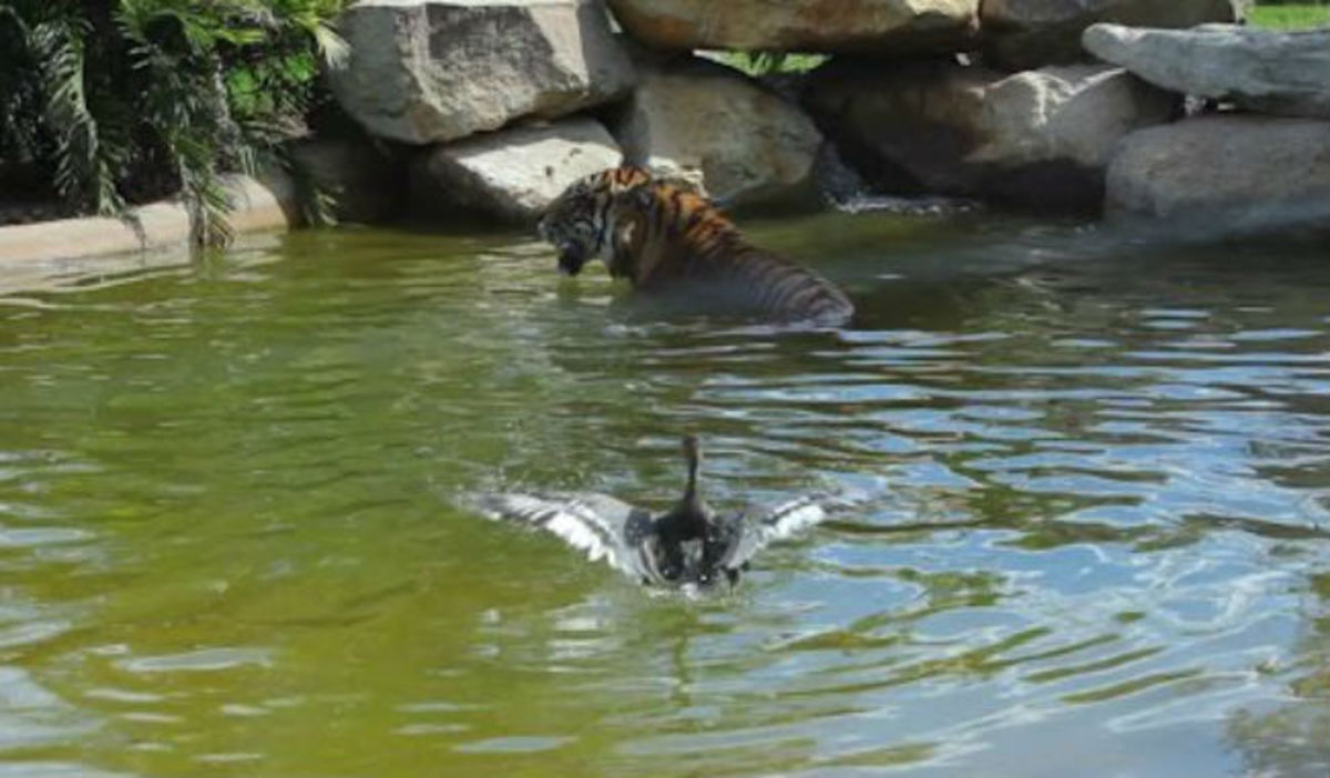 Δείτε τι συνέβη όταν μια τίγρης συνάντησε μια πάπια μέσα σε λίμνη!