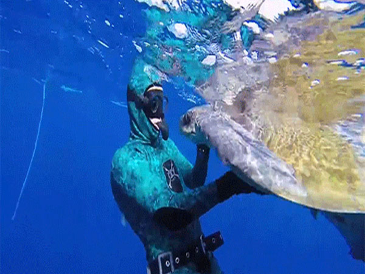 Το “ευχαριστώ” μιας θαλάσσιας χελώνας στον άνθρωπο που την έσωσε ( VIDEO)