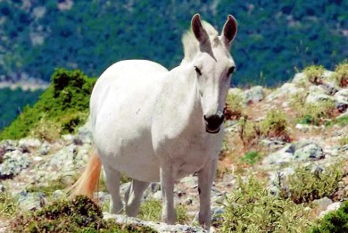 115 άγρια άλογα αναζητούν τροφή ….