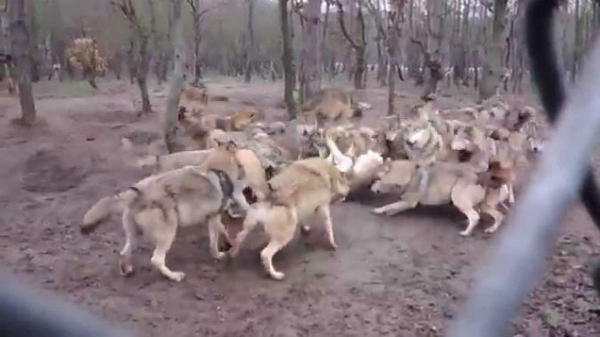 Συγκλονιστικό βίντεο: Μια αγέλη λύκων λιντσάρει έναν λύκο!