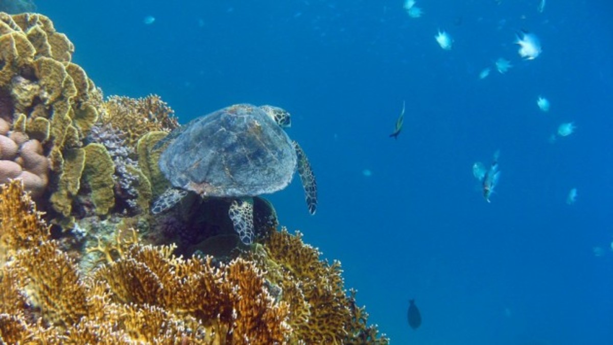 Όλο και περισσότερες θαλάσσιες χελώνες καταπίνουν κατά λάθος σκουπίδια
