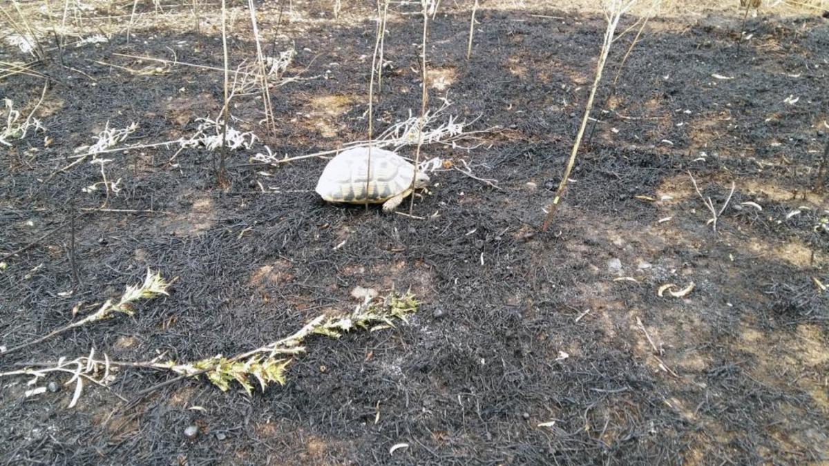 Θεσσαλονίκη: Έσωσαν χελώνα που εγκλωβίστηκε σε φωτιά – ΦΩΤΟ