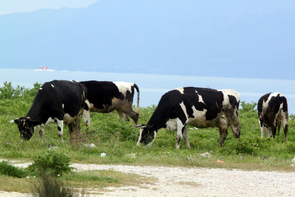 ΦΩΤΟ ΑΡΧΕΙΟΥ EUROKINISSI