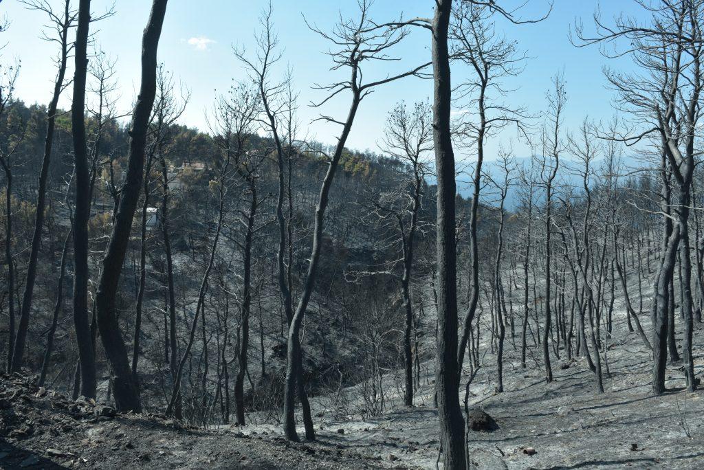 Πρόγραμμα υιοθεσίας αδέσποτων ζώων που τραυματίστηκαν στις φωτιές της Ανατολικής Αττικής