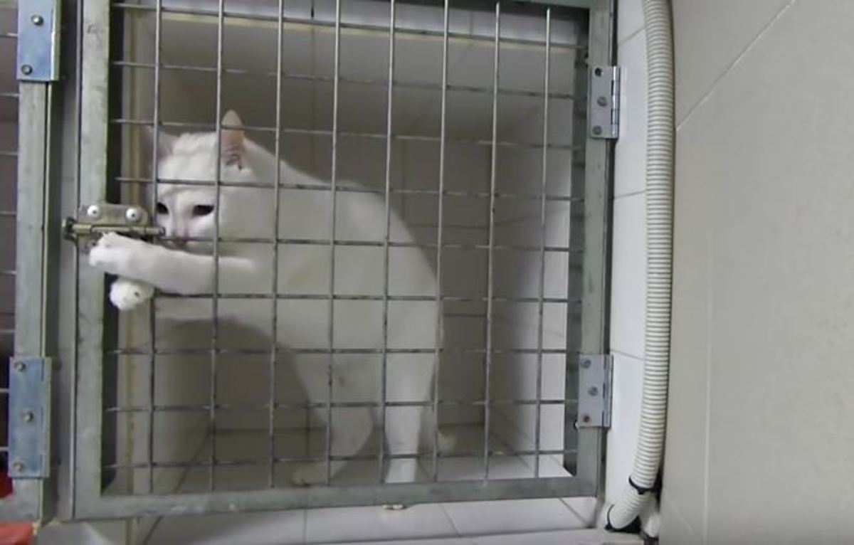 Πανέξυπνη γάτα δραπετεύει από το κλουβί της σε δευτερόλεπτα [vid]