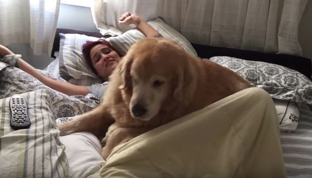 Τεράστιος χοντρός σκύλος δεν αφήνει το αφεντικό του να σηκωθεί από το κρεβάτι