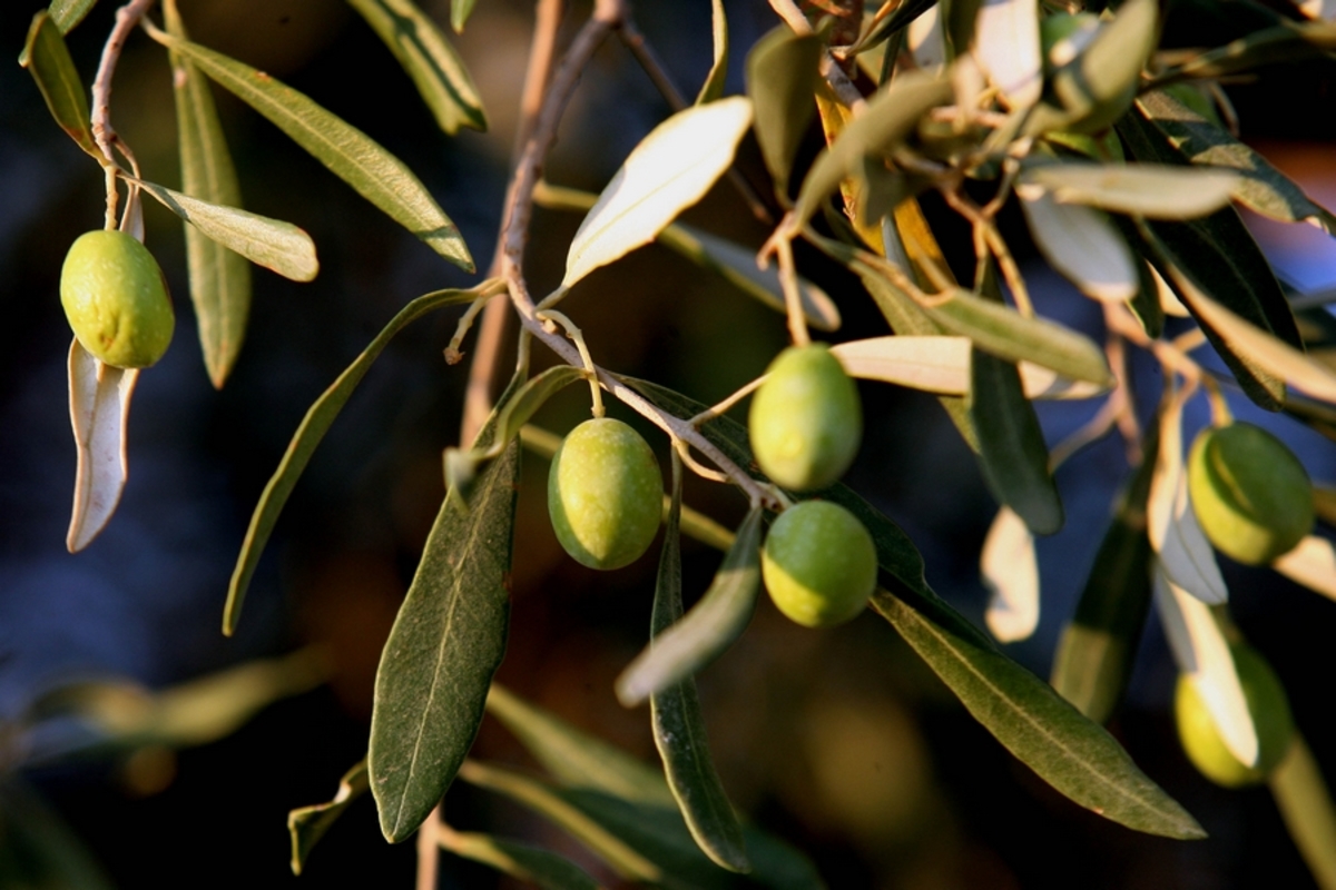 Οι ελληνικές ελιές ταξιδεύουν στο Λονδίνο