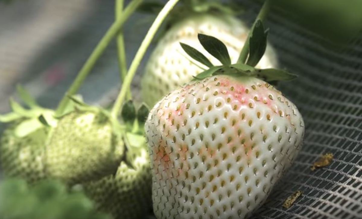 Καλλιεργώντας την σπάνια άσπρη φράουλα