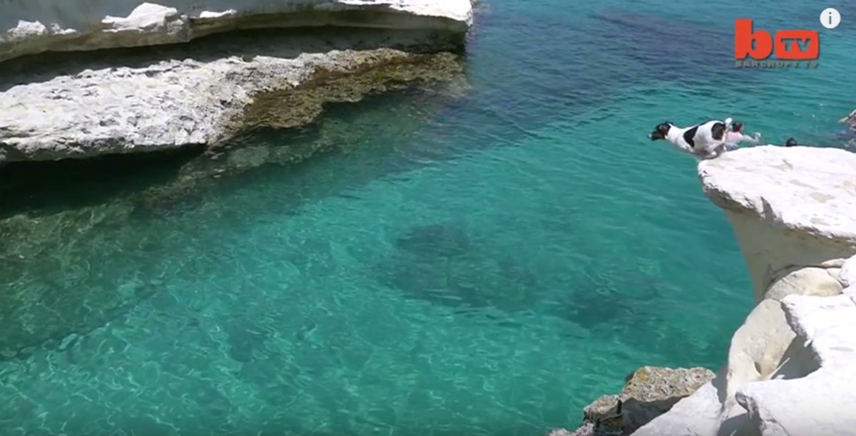 Αφεντικό και σκύλος κάνουν βουτιές μαζί