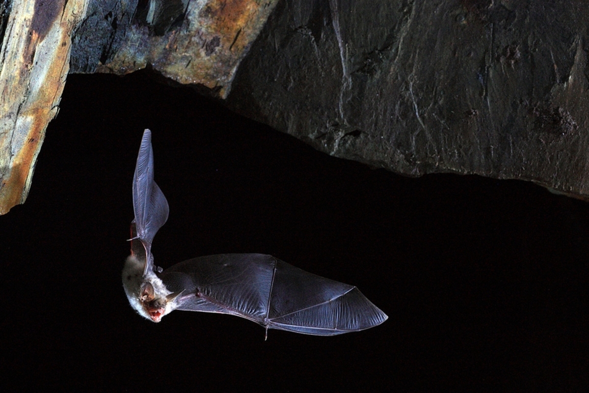 Στις νυχτερίδες κρύβεται το μυστικό της μακροζωίας