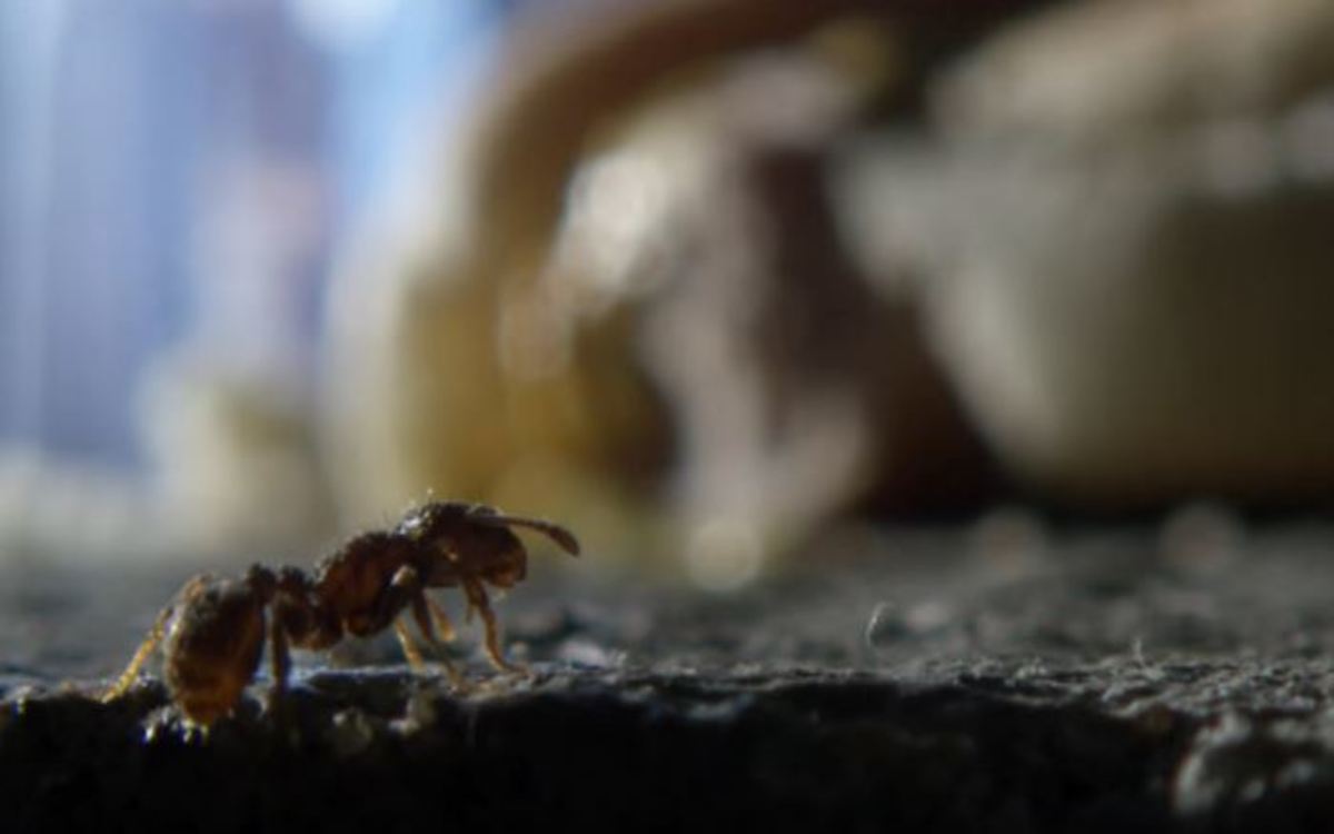 Μυρμήγκια καθαρίζουν τους δρόμους της Νέας Υόρκης τρώγοντας ό,τι πετούν κάτω οι περαστικοί!