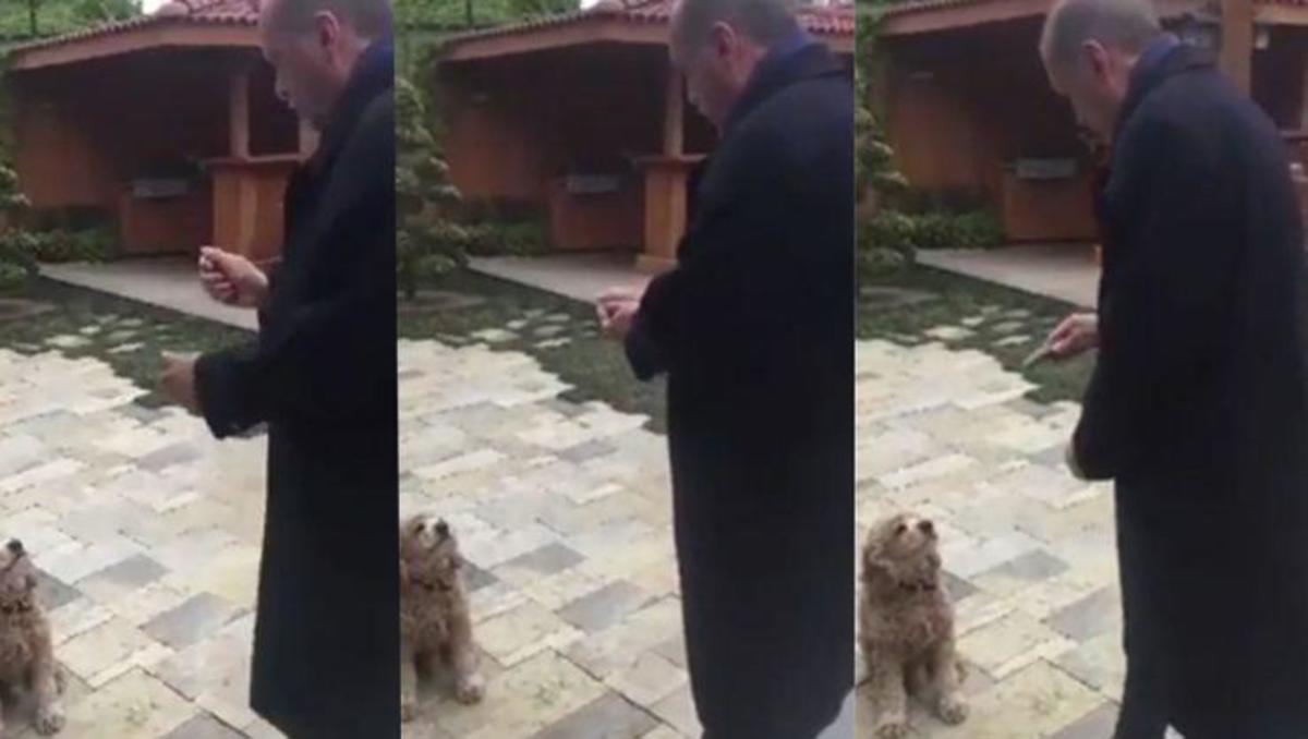 Ερντογάν αγγούρι σκύλος video viral