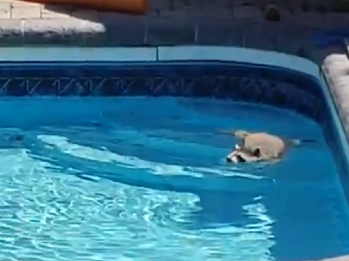 Στην πισίνα ο πιο χαριτωμένος… απρόσκλητος επισκέπτης! Video