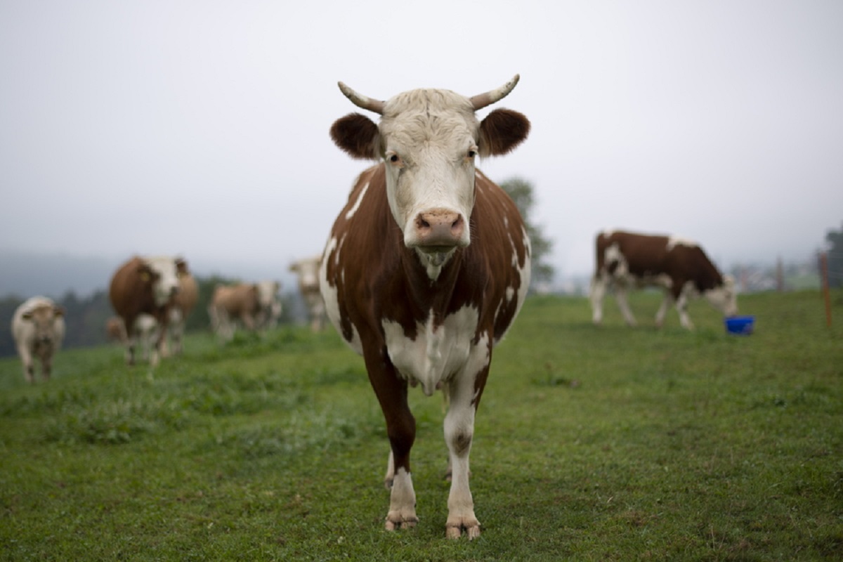 Το… δημοψήφισμα στην Ελβετία αποφάνθηκε! Όχι στις αγελάδες με κέρατα!